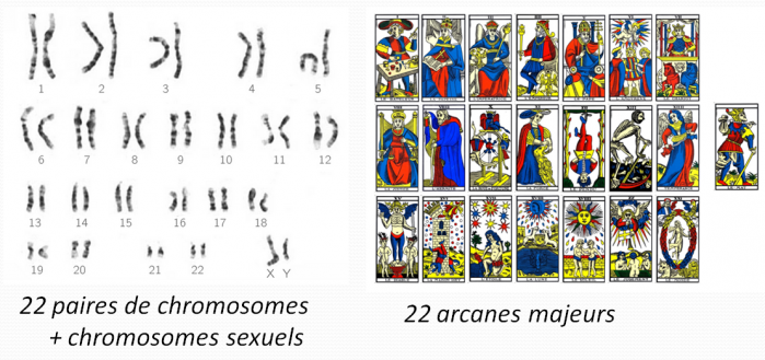 Chromosomes et tarot