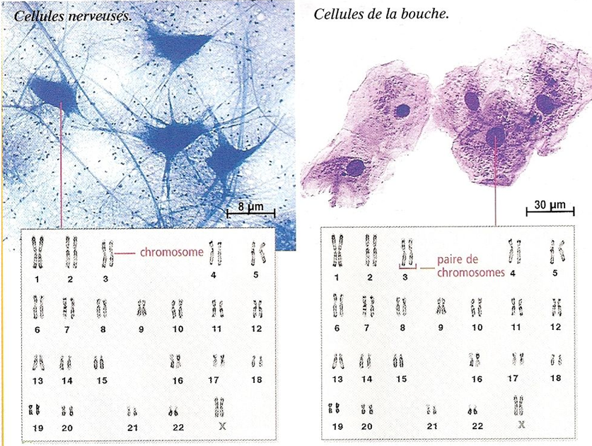 Expression epigenetique