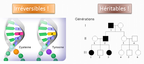 Mutations irreversibles et heritables